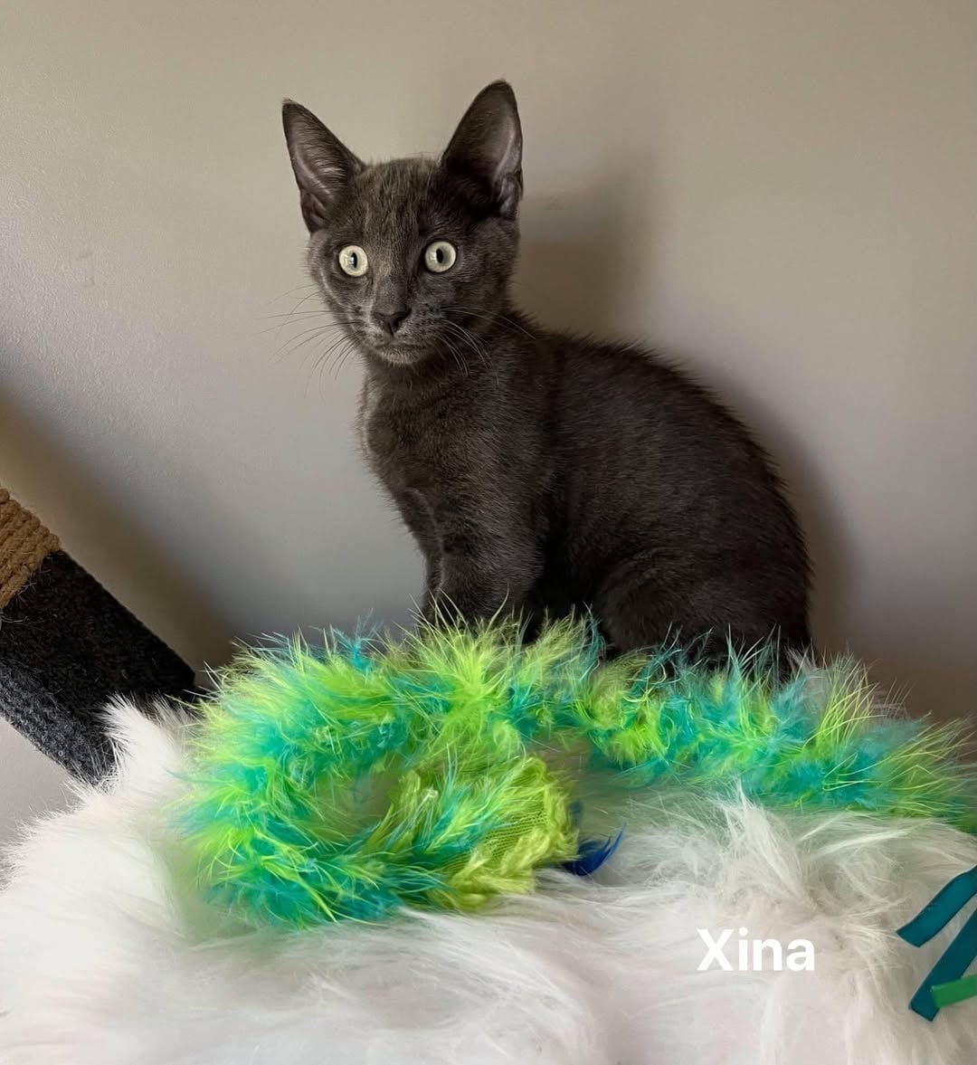 Xina Xina